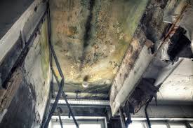 Best Emergency Mold Remediation  in Byram, MS